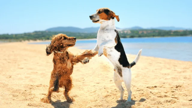 The Ultimate Guide to Dog Beach Etiquette in Orange Beach, Alabama