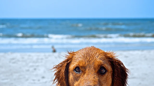 The Ultimate Guide to Dog-Friendly Fun at Fort Morgan Beach