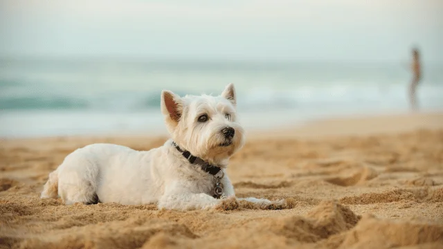 A Pet Parent’s Guide to Dauphin Island West End Beach – Where Every Puppy’s Dream Comes True!