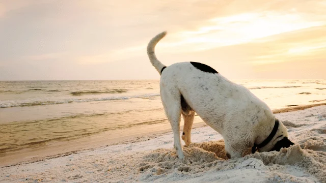 Unleash the Fun: Ultimate Guide to Dauphin Island Public Beach for Dog Owners