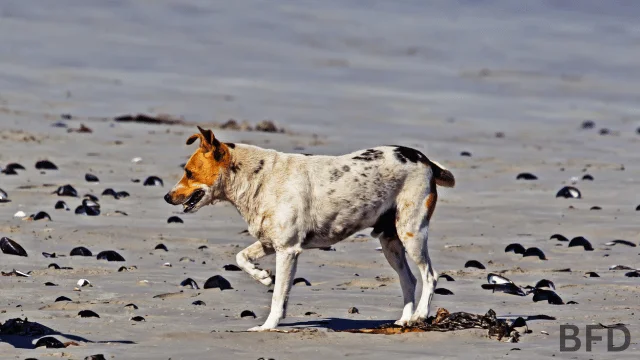 neyyork dog beach rules near me