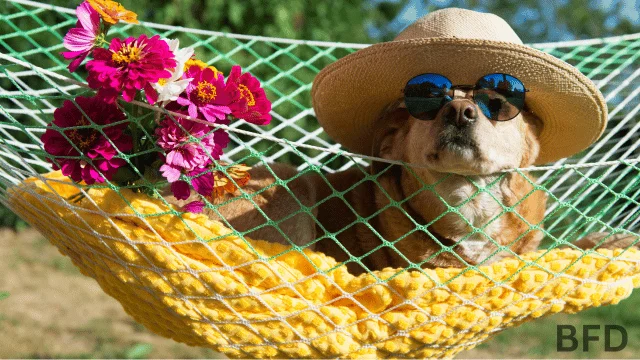 new mexico dog beach rules