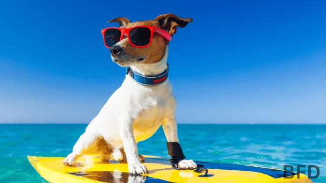 new jersey dog beach rules