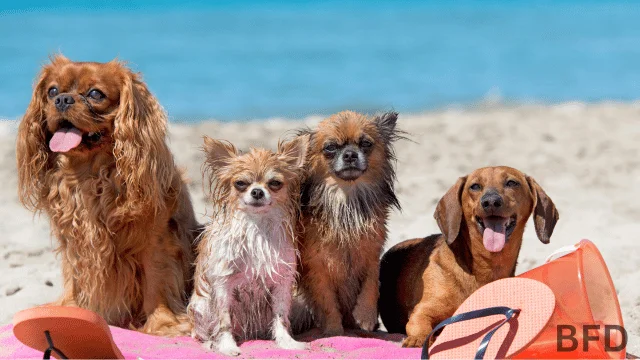 maryland dog beach rules