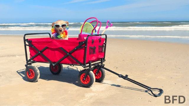 maine dog beach rules