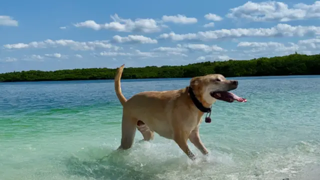 A Day in Dog-Friendly Gulfport, FL: A Pooch-Perfect Paradise