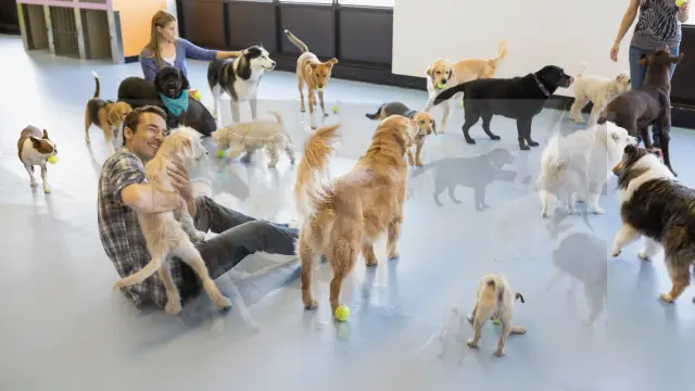 dog daycare and training centers