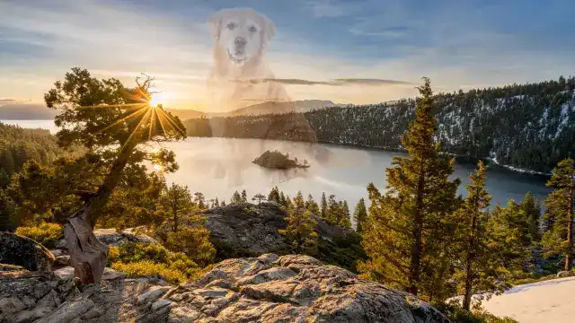 Discover Tahoe's Dog-Friendly Beaches and Lakes
