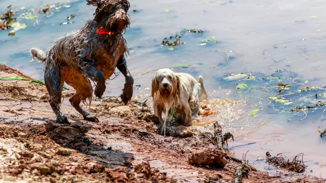 dog swimming in pond