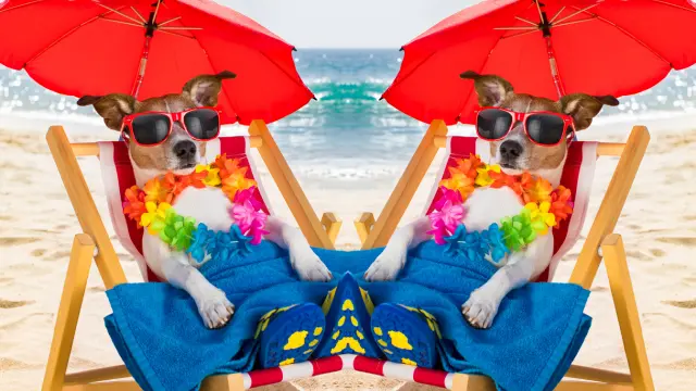 Honeymoon Island Dog Beach
