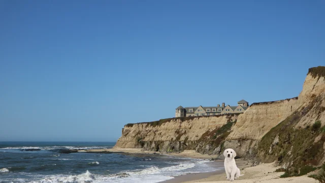 half moon bay dog friendly beach