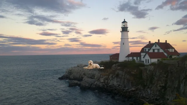 Maine's Best Dog-Friendly Beaches