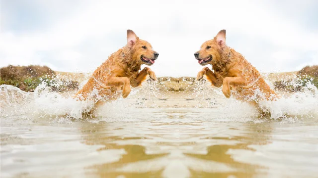 dog swimming