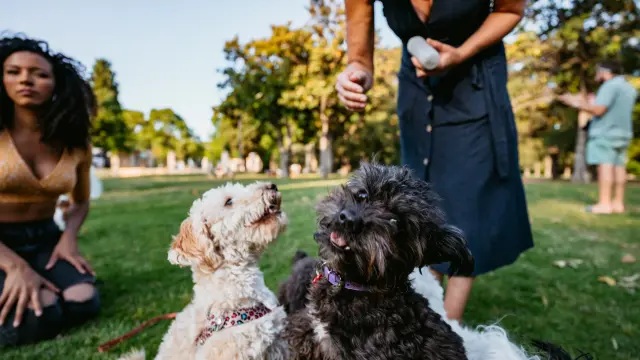 Dog Parks in NORTH Carolina 