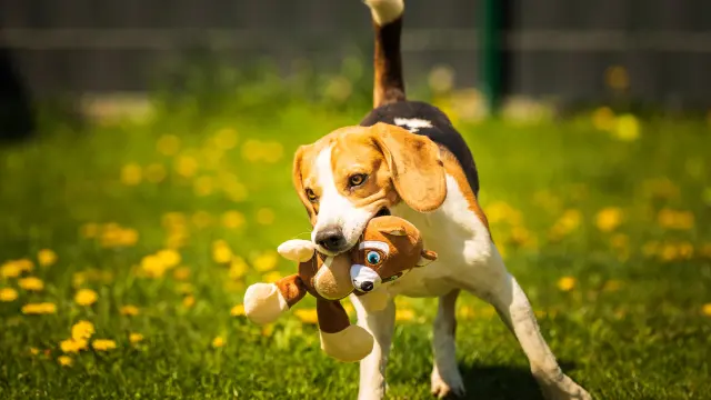 DOG PARKS IN NEW YORK, NYC