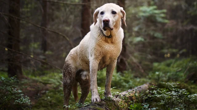 dog friendly trails