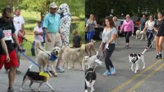 dog walking events