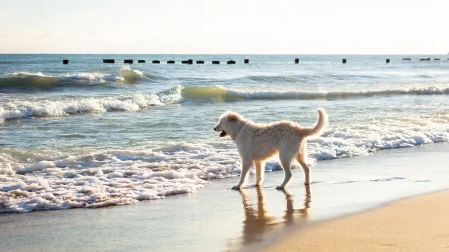 off leash Dog friendly beaches NJ