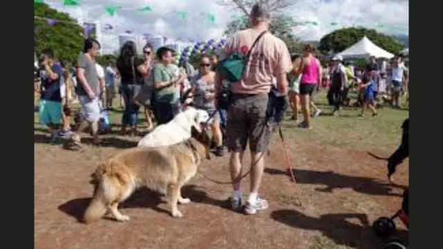 dog events walking in US