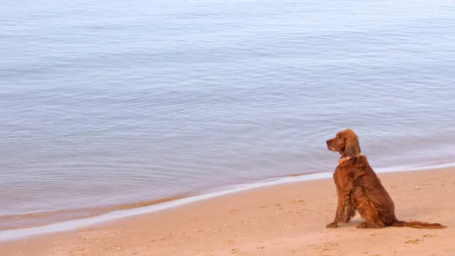 dog beaches in NJ