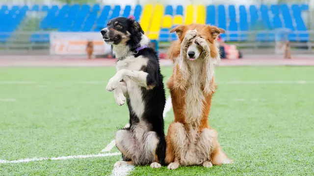 dog costume parade shows in US