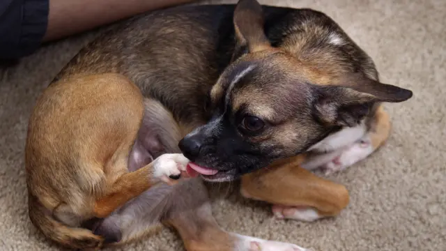 how to stop dog from licking paws home remedy