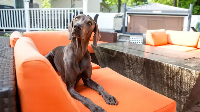 Dog Friendly Patios and Restaurants in Baltimore