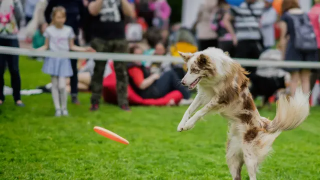 Dog Games competitions