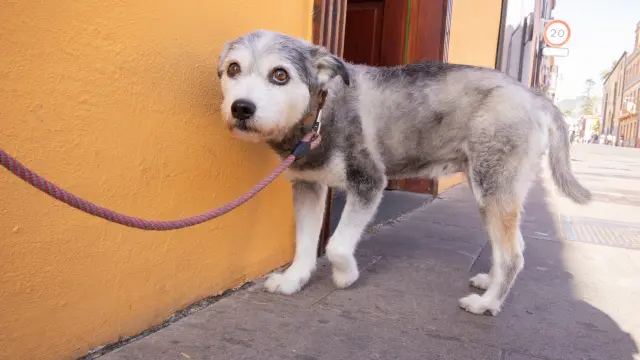 dogs outside in winter