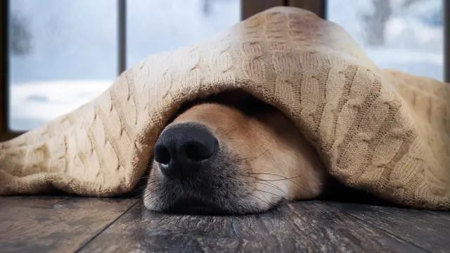 dog warms in US