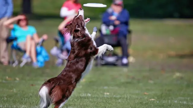 dog activities and competitions