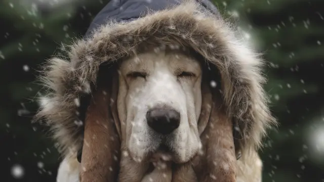 dog warms outside in winter