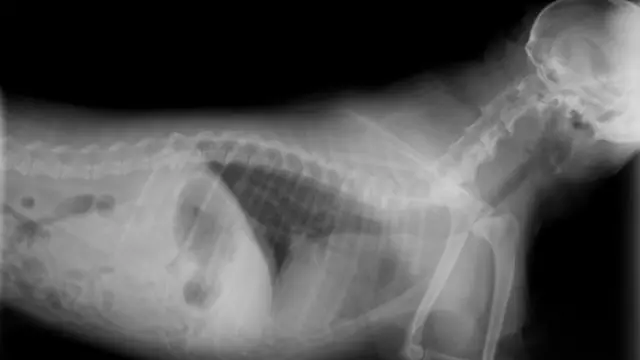 dog chest x ray 