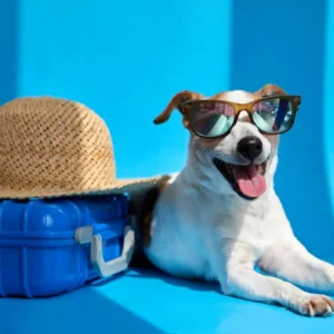 pet travel checklist tool