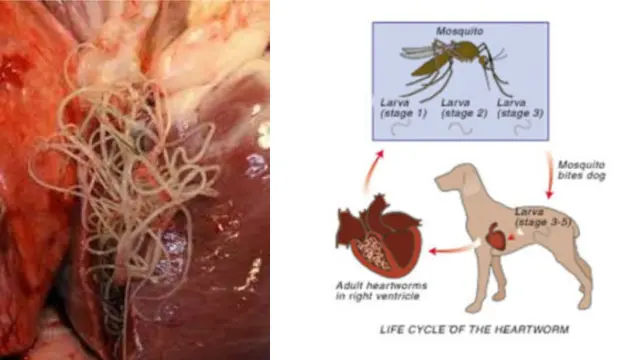 heartworm disease in dogs