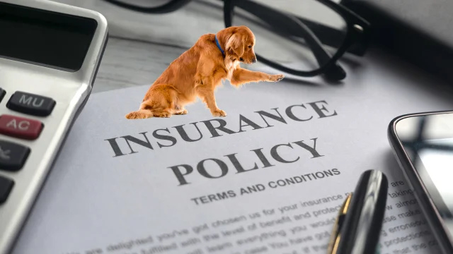 dog insurance policies