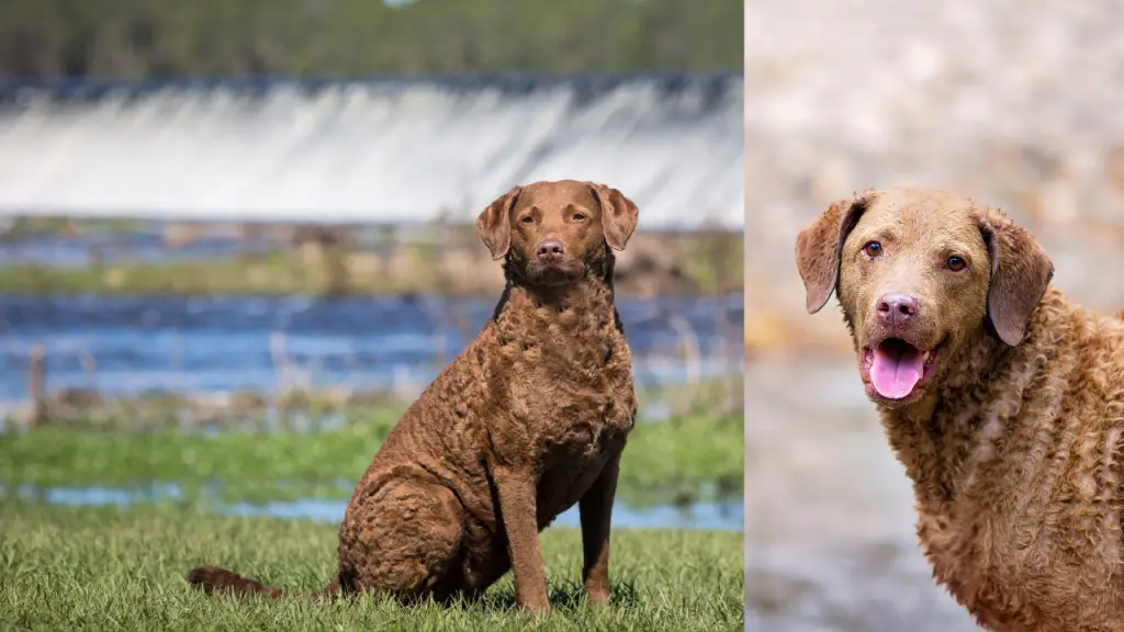 Chesapeake Bay Retriever history