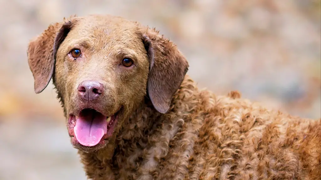 The History of the Chesapeake Bay Retriever: Origins and Development 1 Chesapeake Bay Retriever origin