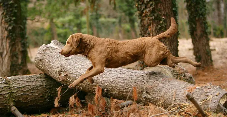 Chesapeake Bay Retriever